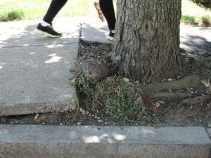 Worst sidewalk lifting by tree roots on Adams Street Photo by Julia Malakie | Village 14 Worst sidewalk lifting by tree roots on Adams Street Photo by Julia Malakie