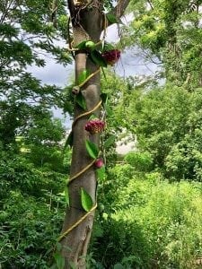 Help bring a mile of art to Newton