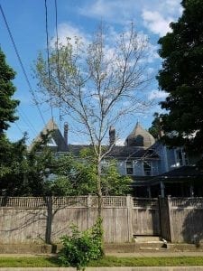 California StEABash | Village 14 | Newton MA News and Politics Blog