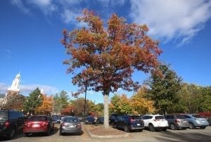 Fall trees in Newton | Village 14 | Newton MA News and Politics Blog