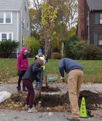 TreePlanting | Village 14 | Newton MA News and Politics Blog