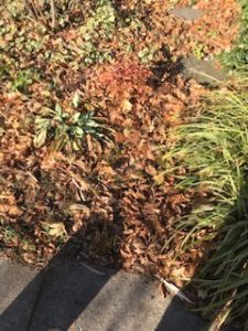 leaves left in the garden | Village 14 | Newton MA News and Politics Blog