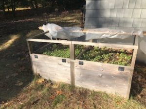 raised beds | Village 14 | Newton MA News and Politics Blog
